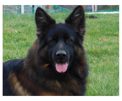 Owczarek niemiecki długowłosy Reproduktor - 4