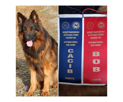 Owczarek niemiecki długowłosy Szczeniaki FCI - 3