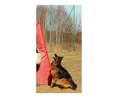 Owczarek niemiecki długowłosy Szczeniaki FCI - 4