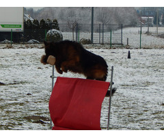 Owczarek niemiecki długowłosy Szczeniaki FCI - 5