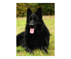 Pięknie SZCZENIĘTA Owczarek Niemiecki Długowłosy - 5