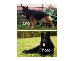 Pięknie SZCZENIĘTA Owczarek Niemiecki Długowłosy - 6