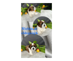 Shih tzu 23.02.2023 - 1