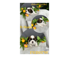 Shih tzu 23.02.2023 - 4