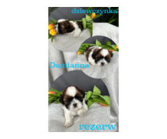 Shih tzu 23.02.2023 - 5