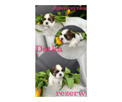 Shih tzu 23.02.2023 - 6