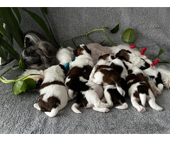 Shih tzu 23.02.2023 - 8