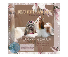 Shih tzu 23.02.2023 - 9