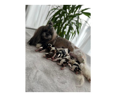 Shih tzu 23.02.2023 - 10