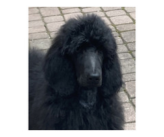 Pudel królewski szczenięta FCI  ZKwP - 1