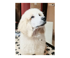 Pudel królewski szczenięta FCI  ZKwP - 2