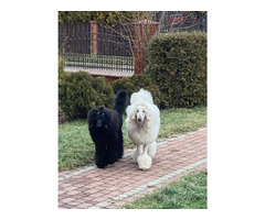 Pudel królewski szczenięta FCI  ZKwP - 3