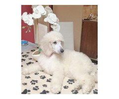 Pudel królewski szczenięta FCI  ZKwP - 4