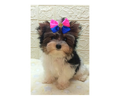 Suczka mini Bieber Yorkshire Terrier - 1