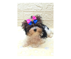 Suczka mini Bieber Yorkshire Terrier - 2