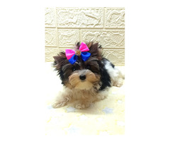 Suczka mini Bieber Yorkshire Terrier - 3
