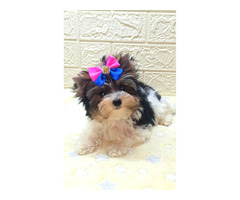 Suczka mini Bieber Yorkshire Terrier - 4