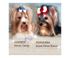 Suczka mini Bieber Yorkshire Terrier - 6