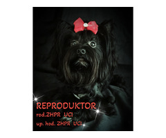 Black Yorkshire Terrier - 1