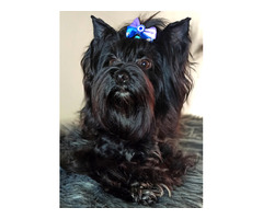 Black Yorkshire Terrier - 3