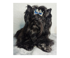 Black Yorkshire Terrier - 4