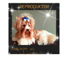 GOLDDUST YORKSHIRE TERRIER - 1