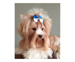 GOLDDUST YORKSHIRE TERRIER - 2