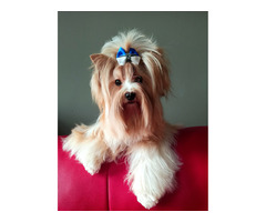 GOLDDUST YORKSHIRE TERRIER - 3