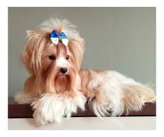 GOLDDUST YORKSHIRE TERRIER - 4