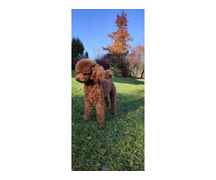 Pudel/pudle toy , miniatura ;zapraszam na krycie . - 1