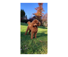 Pudel/pudle toy , miniatura ;zapraszam na krycie . - 2