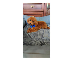 Pudel/pudle toy , miniatura ;zapraszam na krycie . - 3