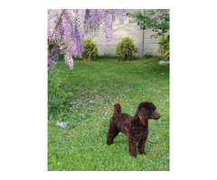 Pudel/pudle toy , miniatura ;zapraszam na krycie . - 4