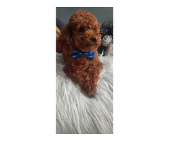 Pudel/pudle toy , miniatura ;zapraszam na krycie . - 5