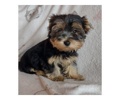 Pieski Yorkshire terrier - 1