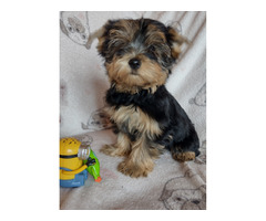 Pieski Yorkshire terrier - 2