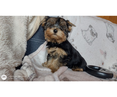 Pieski Yorkshire terrier - 3