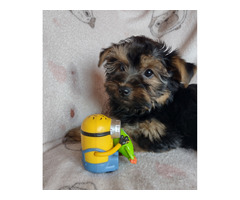 Pieski Yorkshire terrier - 4