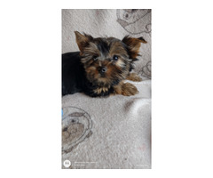 Pieski Yorkshire terrier - 5