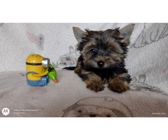 Pieski Yorkshire terrier - 6