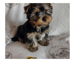 Pieski Yorkshire terrier - 7