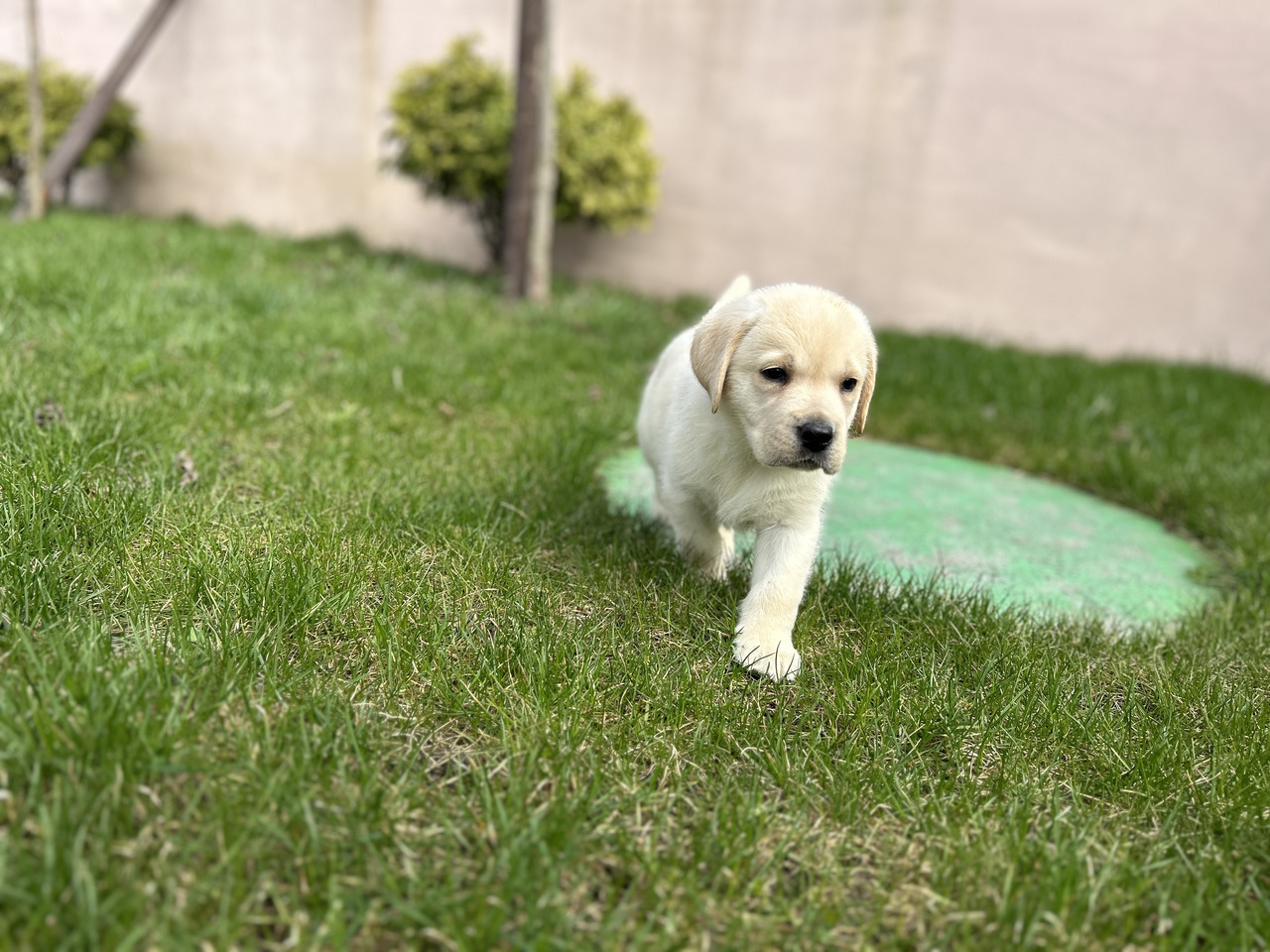 Labrador Retriever szczenięta ZKwP FCI gotowe do zmiany domu - 1