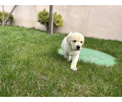 Labrador Retriever szczenięta ZKwP FCI gotowe do zmiany domu - 1
