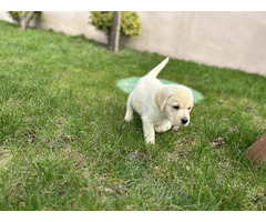 Labrador Retriever szczenięta ZKwP FCI gotowe do zmiany domu - 2