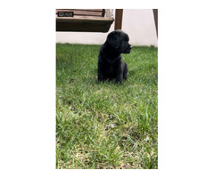 Labrador Retriever szczenięta ZKwP FCI gotowe do zmiany domu - 3