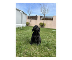 Labrador Retriever szczenięta ZKwP FCI gotowe do zmiany domu - 4