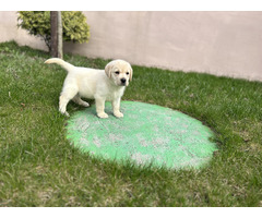 Labrador Retriever szczenięta ZKwP FCI gotowe do zmiany domu - 5