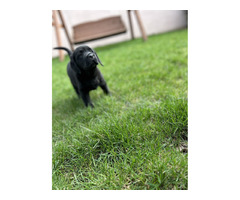 Labrador Retriever szczenięta ZKwP FCI gotowe do zmiany domu - 6