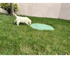 Labrador Retriever szczenięta ZKwP FCI gotowe do zmiany domu - 7