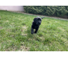 Labrador Retriever szczenięta ZKwP FCI gotowe do zmiany domu - 8